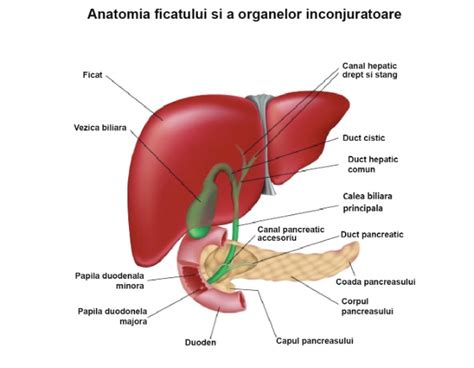 infografic explicativ despre ciclul bilirubinei și rolul ficatului