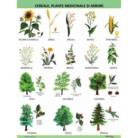 imagine cu plante medicinale - rostopască și anghinare