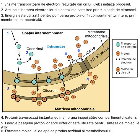 Ilustrație schematică a modului în care moleculele de ulei esențial ajung la creier prin sistemul olfactiv și influențează eliberarea de neurotransmițători.