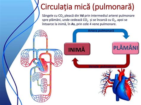 Diagramă ilustrând circulația sanguină feto-placentară și posibilele efecte ale vasoconstrictoarelor.