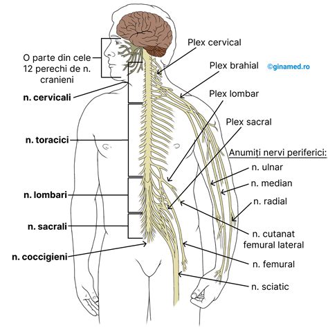 Schema anatomică a plexului hemoroidal intern și extern.