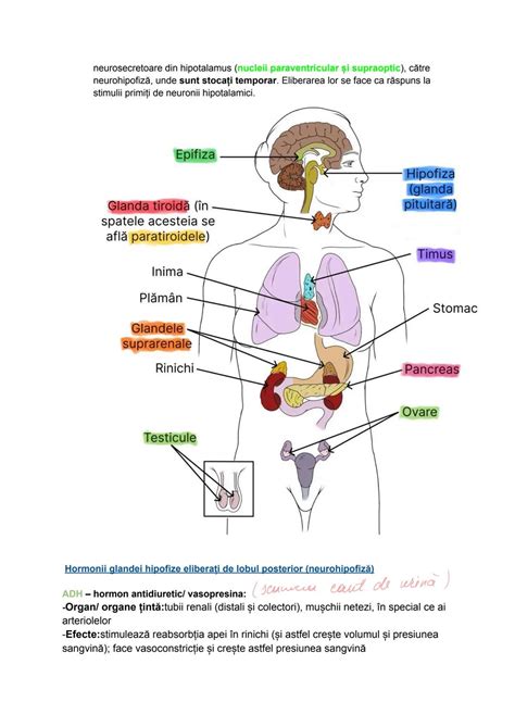 Ilustrație schematică a sistemului endocrin la copii.