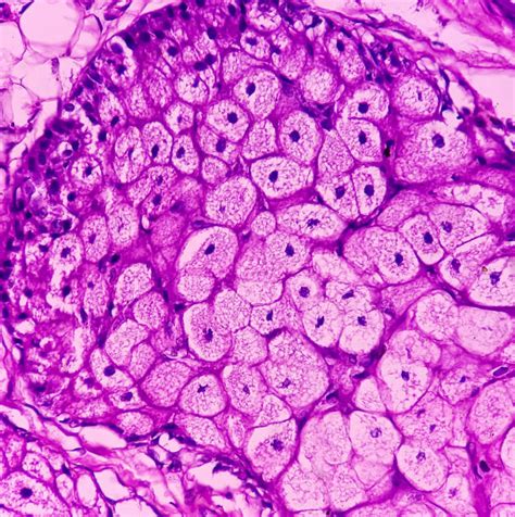 Vizualizare microscopică a ovulelor și a țesutului ovarian.