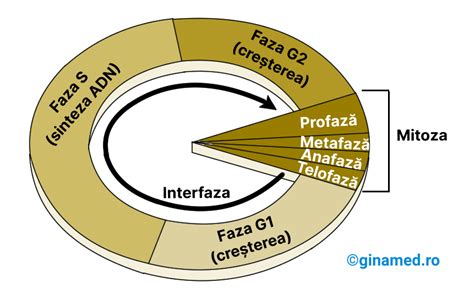Ilustrație schematică a ciclului celular, prezentând interfaza și mitoza.