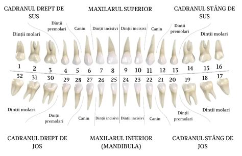 Modalități de contenție a dinților din lumea antică, inclusiv bandă de aur și legături din sârmă de aur.