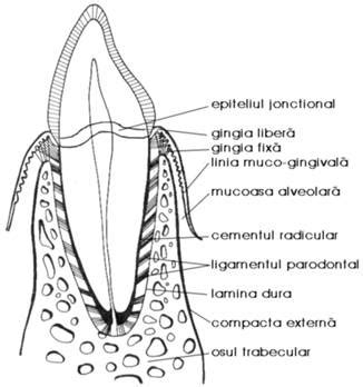 Secțiune transversală a parodonțiului marginal, evidențiind gingia, osul alveolar și ligamentul parodontal.