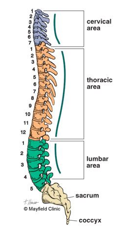 Infografic cu zonele coloanei vertebrale acoperite de o orteză lombosacrală