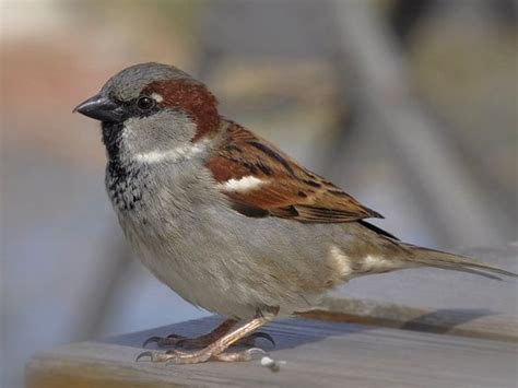 Vrabie de casă mascul, cu aspect tipic, în mediul său urban
