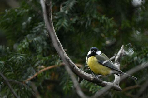 Pițigoi mare cu burta galbenă și capul contrastant