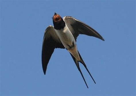 Rândunică în zbor, cu coada bifurcată caracteristică