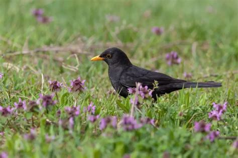 Măcăleandru cu pieptul portocaliu strălucitor