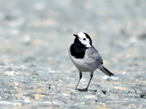 Codobatură albă cu postura sa distinctivă