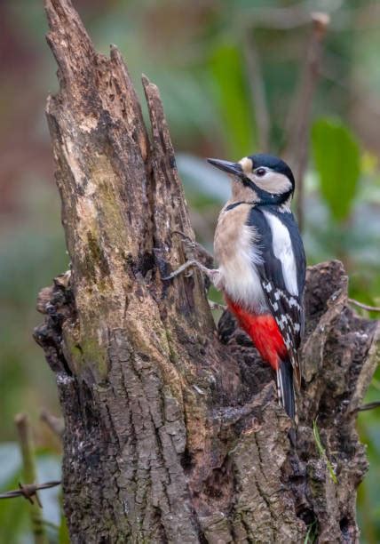 Ciocănitoare pestriță mare pe un trunchi de copac