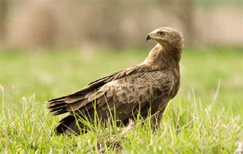 Acvilă ţipătoare mică pe o creangă
