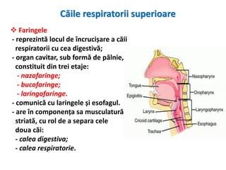 Ilustrație anatomică a căilor respiratorii superioare