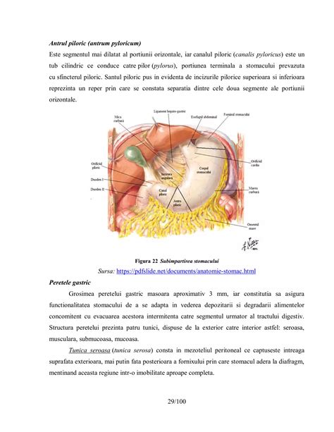 schema anatomica a stomacului rumegatoarelor cu cele patru compartimente