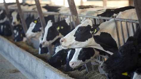 ilustrație a placentei cotiledonate la o vacă