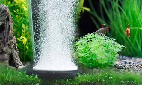 Colaj foto cu diverse tipuri de maternități și accesorii pentru acvariu.