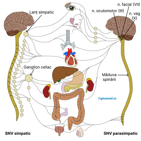 Ilustrație schematică a sistemului nervos uman pentru a explica rolul neurochirurgiei pediatrice.