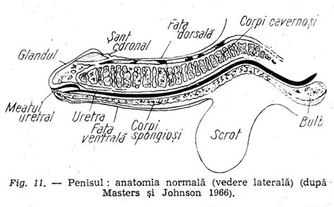 Anatomia penisului la copil: gland, preput, meat urinar