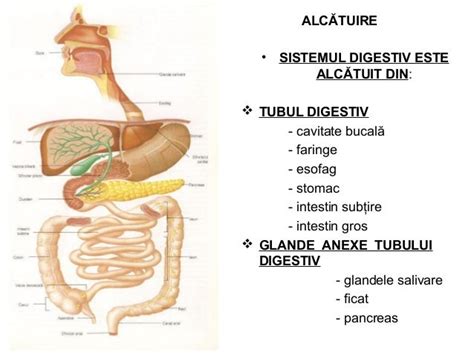 Infografic cu organele sistemului digestiv la copii