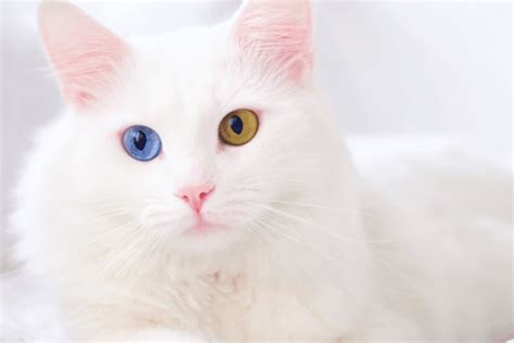 Ilustrație cu o pisică și simboluri de avertizare pentru toxoplasmoză.