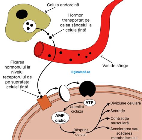 infografic cu explicația apariției linea nigra prin stimularea melanocitelor de către hormonii de sarcină