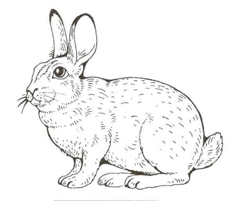 Ilustrație cu un cuib de iepure pregătit pentru naștere, căptușit cu fân și puf.