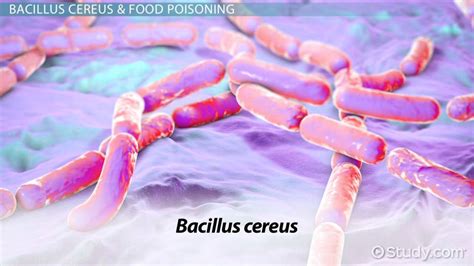 ilustrație a bacteriei Bacillus cereus