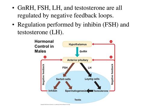 Diagrama axei hipotalamo-hipofizo-gonadală, arătând cum GnRH stimulează LH și FSH, care la rândul lor influențează testiculele.