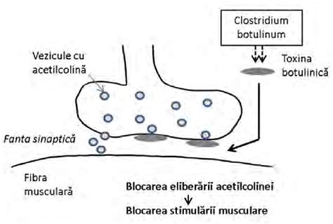 Schema de acțiune a paracetamolului în organism