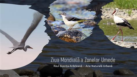 Ilustrație cu un nou-născut, evidențiind zonele pielii și ochilor unde icterul devine cel mai vizibil.