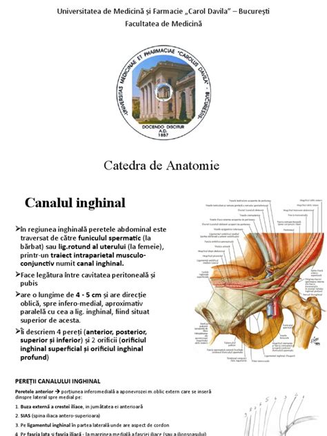 Infografic explicativ despre anatomia canalului inghinal la copii și mecanismul de apariție a herniei