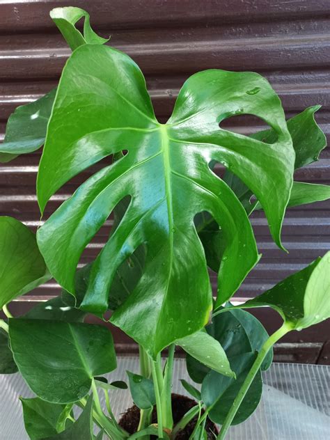 Grafic ce ilustrează comparația frecvenței exacerbărilor severe între grupul cu doză crescută și grupul cu doză standard de glucocorticoizi inhalatori.