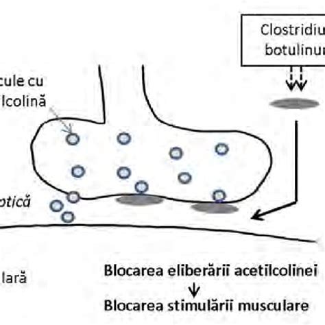 Diagramă ce ilustrează mecanismul de acțiune al glucocorticoizilor la nivel celular.