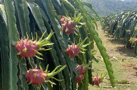 Infografic cu structura moleculara a principalilor antioxidanti din fructul dragonului.