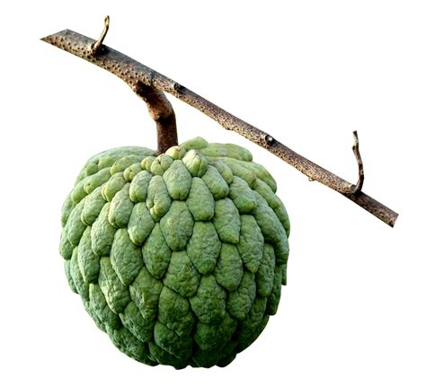 Fructul mărului de zahăr (Annona squamosa) întreg și tăiat în jumătate, evidențiind aspectul exterior solzos și pulpa interioară cremoasă