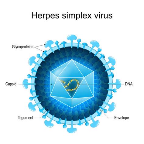 Infografic cu structura virusului herpes simplex și tipurile sale.