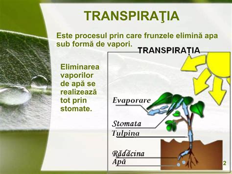 Diagrama cu modul de pătrundere a nutrienților folari prin cuticulă și stomate