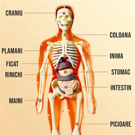 schema corpului uman cu organele implicate in digestie