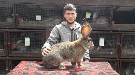 un iepure uriaș german cu pete, cu dimensiuni impresionante