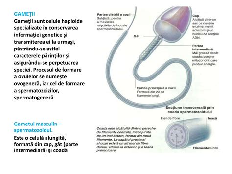 Ilustrație a procesului de formare și maturizare a spermatozoizilor în organele reproductive masculine.