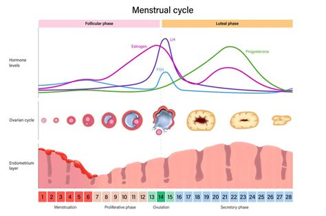 Ilustrație schematică a ciclului menstrual și a fluctuațiilor hormonale, inclusiv estradiolul.
