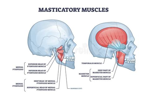 Ilustrație medicală a anatomiei sistemului musculoscheletic pediatric