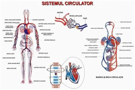 Informații despre sistemul cardiovascular la copii