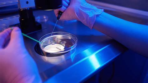 Ilustrație schematică a procesului de fertilizare in vitro, de la recoltarea ovocitelor la transferul embrionului.