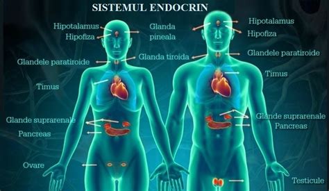Schemă a sistemului endocrin uman