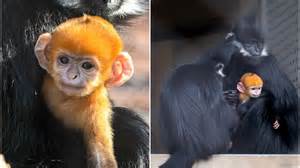 ilustrație cu o maimuță confuză privind un scutec