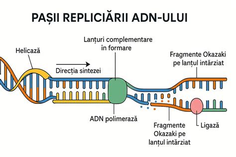 schemă a structurii ADN și a markerilor STR