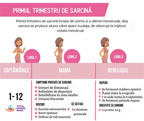 Schemă a trimestrelor de sarcină, cu săptămânile și lunile corespondente.